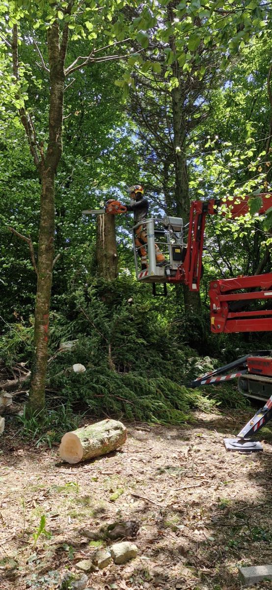 A Clearbrook operator cutting from a lift basket in woodland, with a sectioned trunk and cut log on the ground below