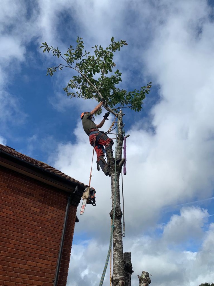 A Clearbrook climber roped into a tall trunk beside a house, cutting the last of the upper limbs