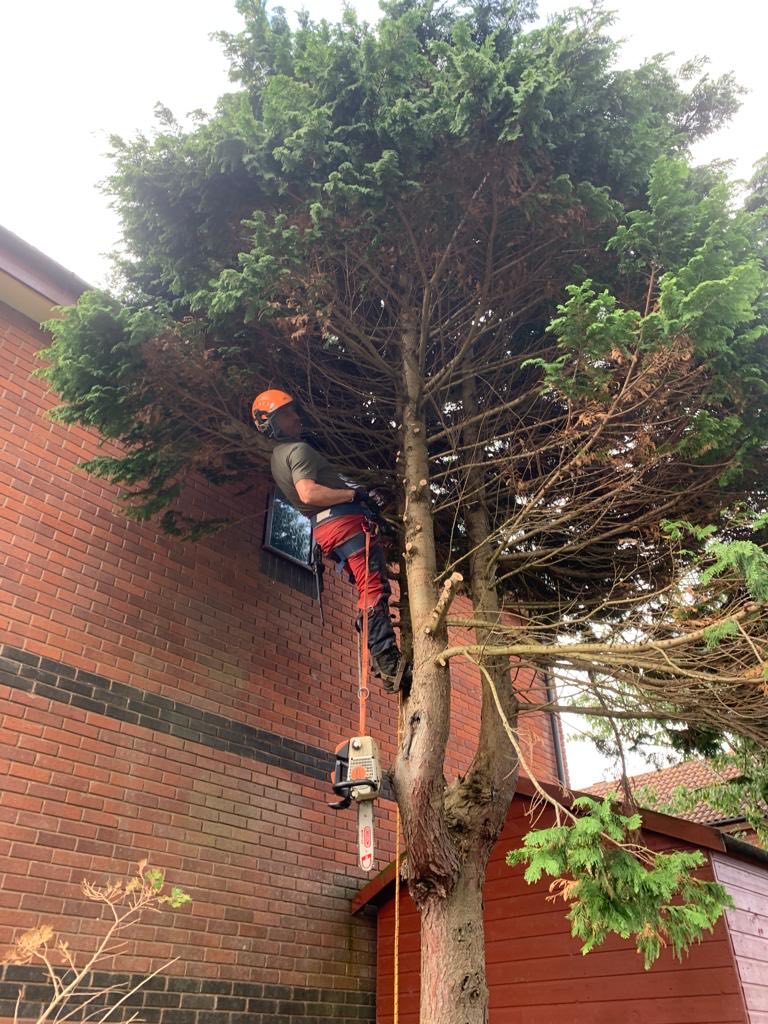 A Clearbrook climber reducing a conifer back from the side of a house