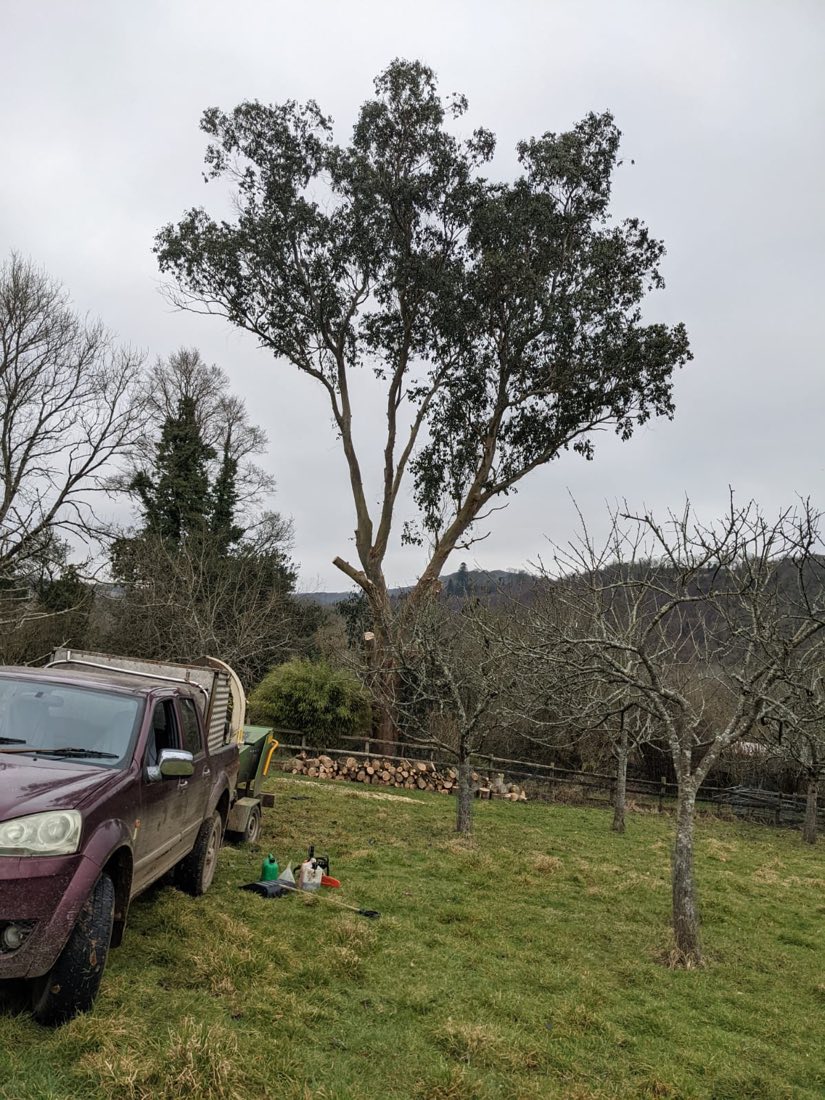 A large tree crown-lifted over a paddock, with the cut timber stacked along the fence line