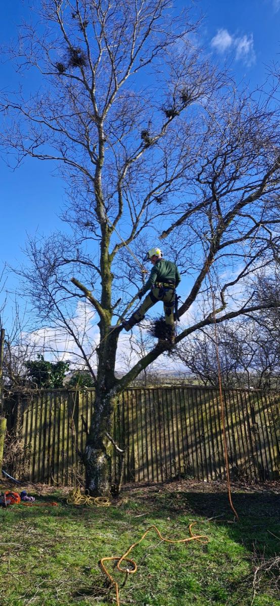 A Clearbrook climber roped into the upper fork of a bare broadleaf tree on a clear day, working above a fence line