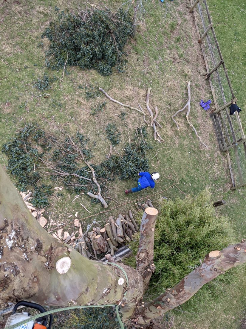 Looking down from high in a conifer as a Clearbrook climber lowers cut sections to the lawn below