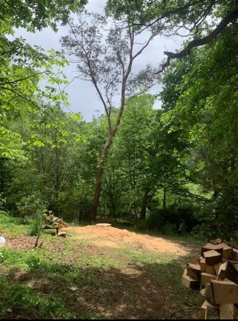 A clearing opened up after tree work, with cut logs stacked to one side