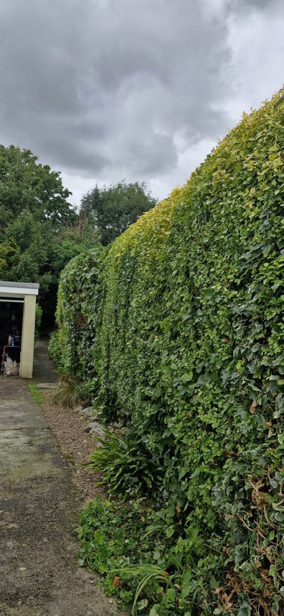 The same hedge cut back to a straight face and a level top, with the cuttings still lying along the base and the path clear