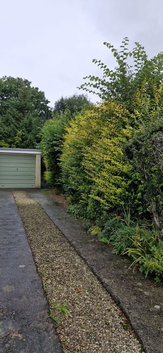 An overgrown hedge along a driveway, long shoots flying out of the top and growth spilling over the gravel strip