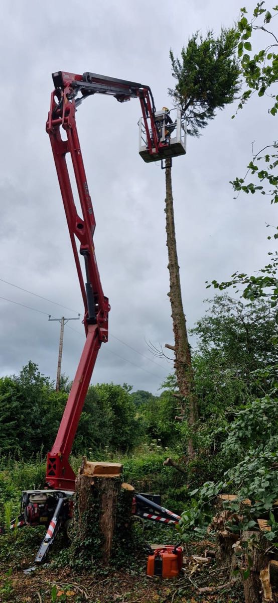 A tracked spider lift raised to the crown of a tall conifer, the operator working from the basket as the stem is taken down in stages