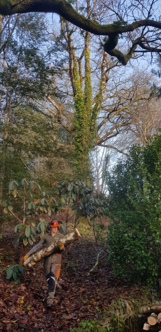 A Clearbrook climber carrying a cut log out of dense woodland